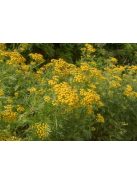 Gilisztaűző varádics / TANACETUM vulgare 