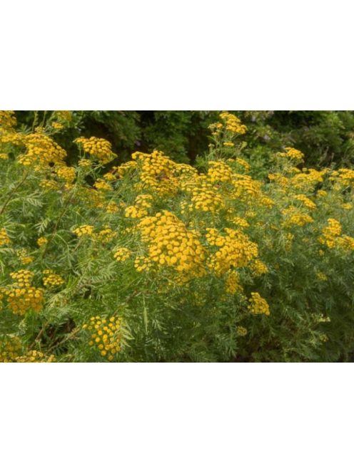 Gilisztaűző varádics / TANACETUM vulgare 