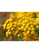 Gilisztaűző varádics / TANACETUM vulgare 