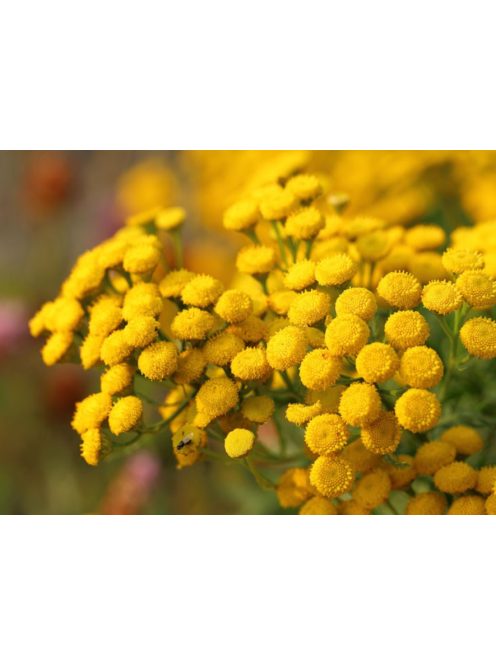 Gilisztaűző varádics / TANACETUM vulgare 