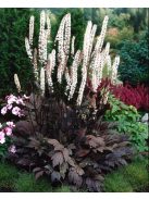Kamcsatkai poloskavész / CIMICIFUGA ramosa 'Atropurpurea'
