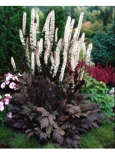   Kamcsatkai poloskavész / CIMICIFUGA ramosa 'Atropurpurea'