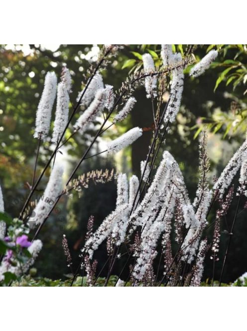Kamcsatkai poloskavész / CIMICIFUGA ramosa 'Atropurpurea'
