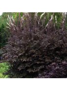 Kamcsatkai poloskavész / CIMICIFUGA ramosa 'Atropurpurea'