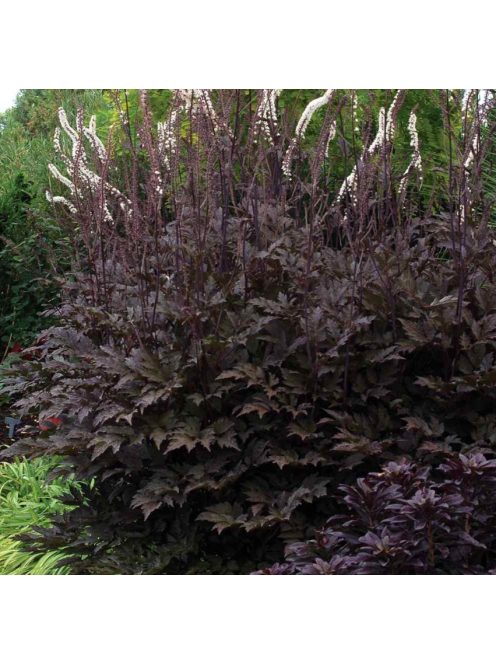 Kamcsatkai poloskavész / CIMICIFUGA ramosa 'Atropurpurea'