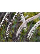 Kamcsatkai poloskavész / CIMICIFUGA ramosa 'Atropurpurea'
