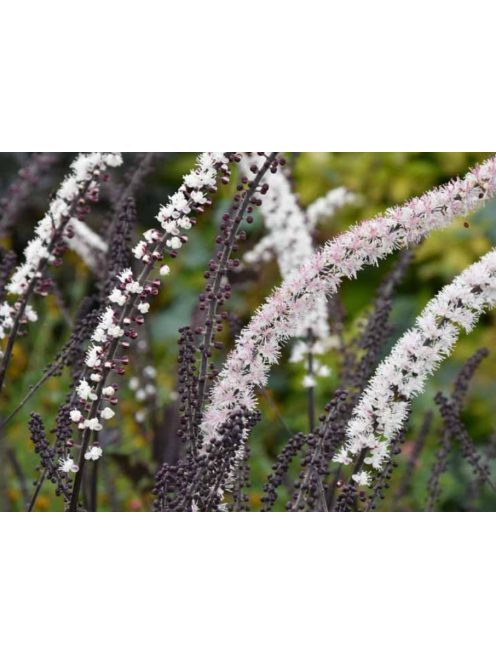 Kamcsatkai poloskavész / CIMICIFUGA ramosa 'Atropurpurea'