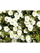 Montpellier szuhar / CISTUS monspeliensis 