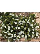 Montpellier szuhar / CISTUS monspeliensis 