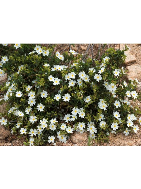 Montpellier szuhar / CISTUS monspeliensis 
