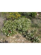 Montpellier szuhar / CISTUS monspeliensis 