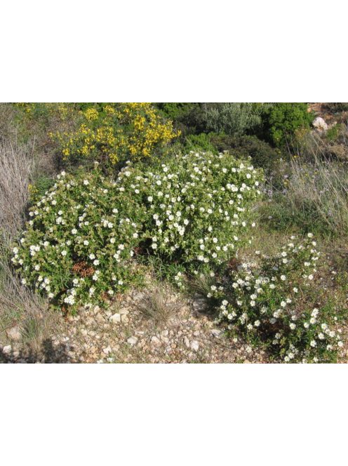 Montpellier szuhar / CISTUS monspeliensis 