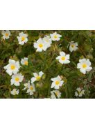 Montpellier szuhar / CISTUS monspeliensis 