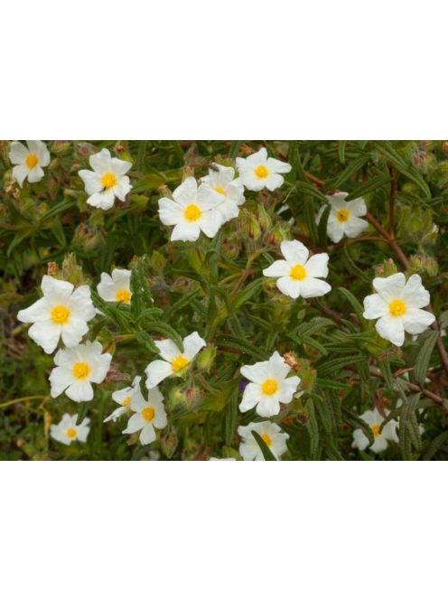 Montpellier szuhar / CISTUS monspeliensis 