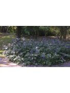 Réti iszalag / CLEMATIS heracleifolia 
