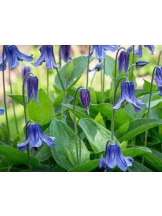 Réti iszalag / CLEMATIS integrifolia 