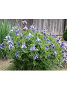 Réti iszalag / CLEMATIS integrifolia 