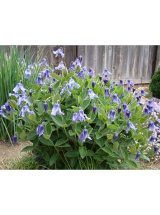 Réti iszalag / CLEMATIS integrifolia 