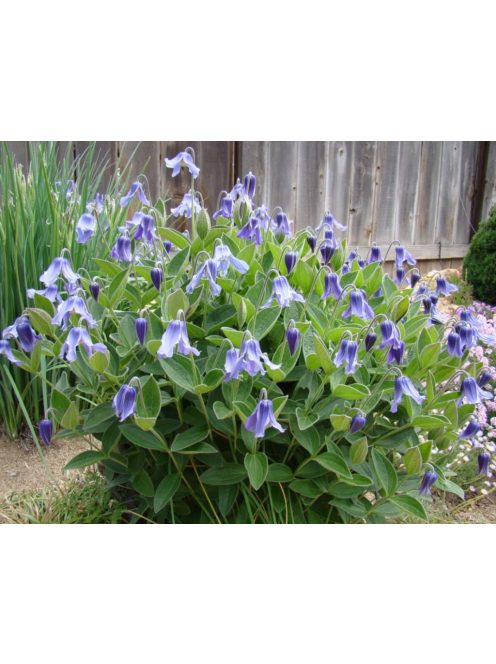 Réti iszalag / CLEMATIS integrifolia 