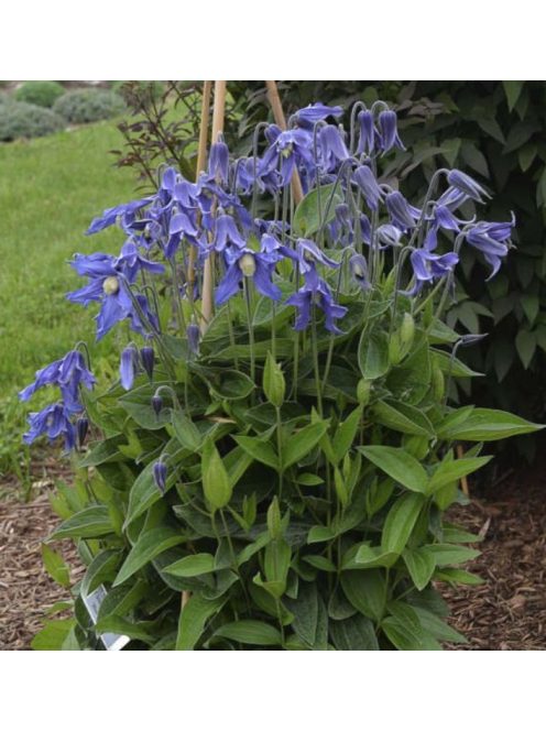 Réti iszalag / CLEMATIS integrifolia 