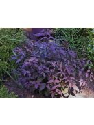 Felálló iszalag / CLEMATIS recta 'Purpurea'
