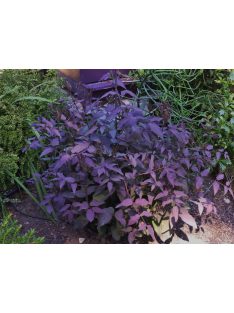 Felálló iszalag / CLEMATIS recta 'Purpurea'