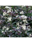 Felálló iszalag / CLEMATIS recta 'Purpurea'