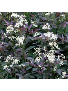 Felálló iszalag / CLEMATIS recta 'Purpurea'
