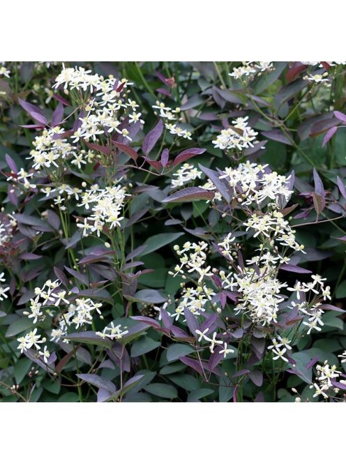 Felálló iszalag / CLEMATIS recta 'Purpurea'