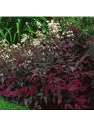 Felálló iszalag / CLEMATIS recta 'Purpurea'