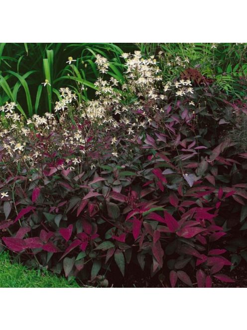 Felálló iszalag / CLEMATIS recta 'Purpurea'