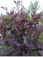 Felálló iszalag / CLEMATIS recta 'Purpurea'