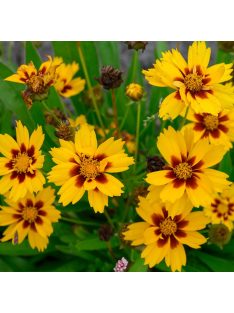   Nagyfészkű menyecskeszem / COREOPSIS grandiflora 'Sonnenkind'