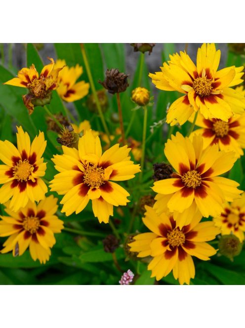 Nagyfészkű menyecskeszem / COREOPSIS grandiflora 'Sonnenkind'