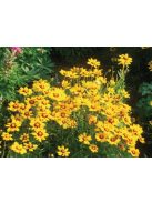 Nagyfészkű menyecskeszem / COREOPSIS grandiflora 'Sonnenkind'