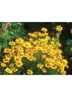   Nagyfészkű menyecskeszem / COREOPSIS grandiflora 'Sonnenkind'