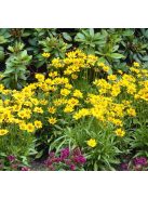 Nagyfészkű menyecskeszem / COREOPSIS grandiflora 'Sonnenkind'