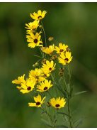 Magas menyecskeszem / COREOPSIS tripteris 