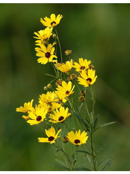 Magas menyecskeszem / COREOPSIS tripteris 