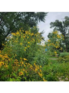 Magas menyecskeszem / COREOPSIS tripteris 