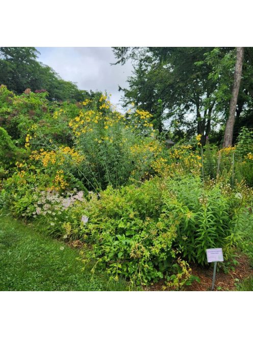 Magas menyecskeszem / COREOPSIS tripteris 