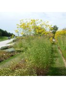 Magas menyecskeszem / COREOPSIS tripteris 