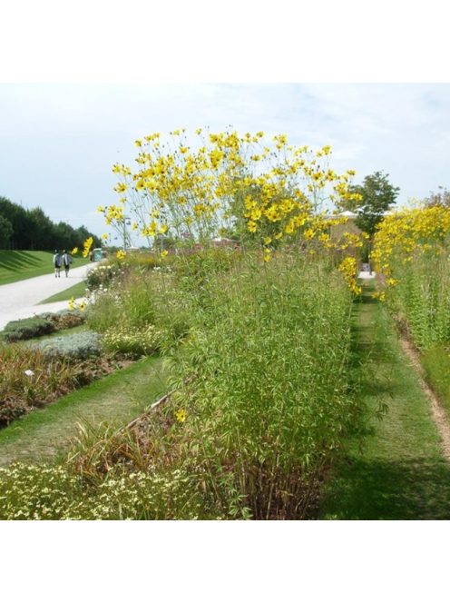 Magas menyecskeszem / COREOPSIS tripteris 