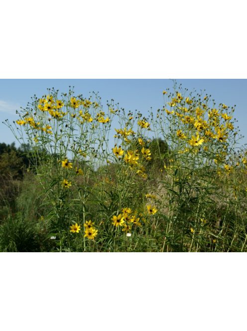 Magas menyecskeszem / COREOPSIS tripteris 