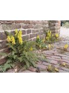 Páfránylevelű keltike / CORYDALIS cheilanthifolia 