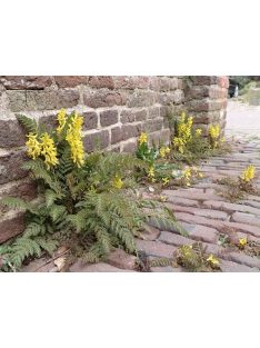 Páfránylevelű keltike / CORYDALIS cheilanthifolia 
