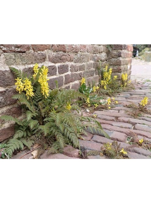 Páfránylevelű keltike / CORYDALIS cheilanthifolia 