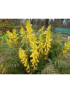 Páfránylevelű keltike / CORYDALIS cheilanthifolia 