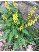 Páfránylevelű keltike / CORYDALIS cheilanthifolia 