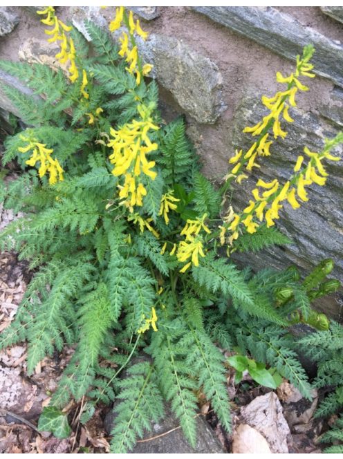 Páfránylevelű keltike / CORYDALIS cheilanthifolia 